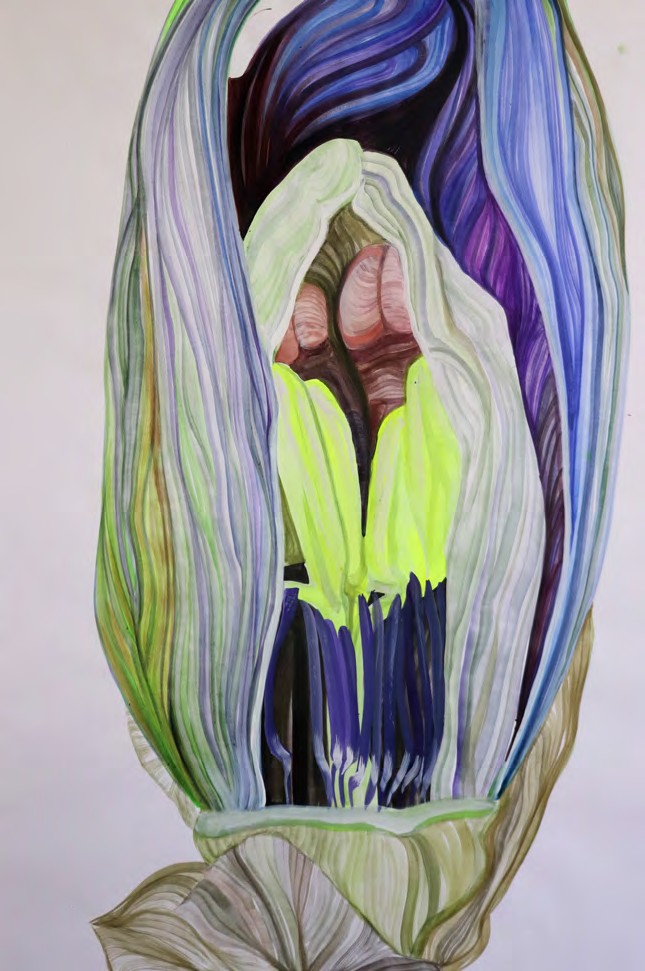 Tulipe